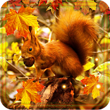 Autumn Squirrels LWP icon