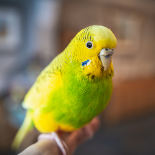 Parakeet Sounds logo