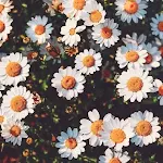 Cover Image of Tải xuống Daisy Wallpapers  APK