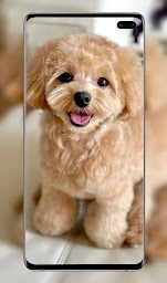 cute dog wallpaper