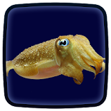 Cuttlefish Live Wallpaper icon