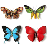 Butterfly Memory icon