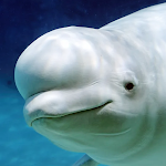 Cover Image of Tải xuống The Beluga Whale  APK