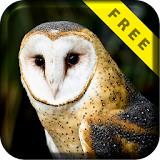 Barn Owl Flight Live Wallpaper icon