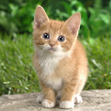Phiphou Kitten icon