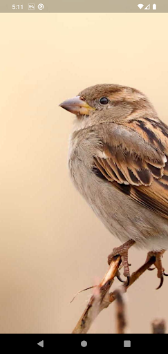 Android application Sparrow sms screenshort
