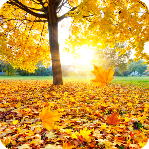 Maple Leaf Live Wallpaper logo