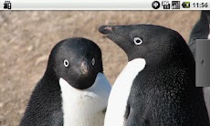ペンギンがいっぱい！のおすすめ画像5
