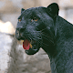 Black Panther Sounds Télécharger sur Windows