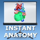 Anatomy Lectures - the heart icon