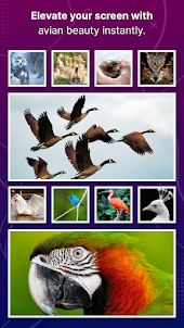 Birds HD 4K Wallpaper