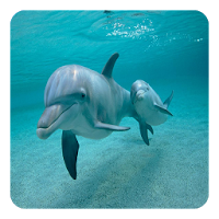 Дельфины Живые Обои