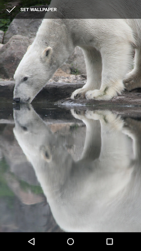 Polar Bear Wallpapers Screen 2