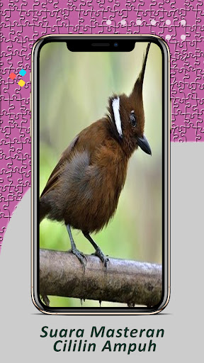 Cucak Ijo Gacor Dor Screen 2