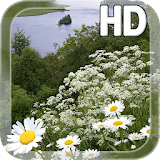 Chamomile flowers Field LWP icon