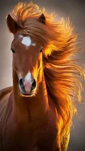 Horses wallpapers 2024
