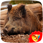 Cover Image of Download Wild Boar Sounds  APK