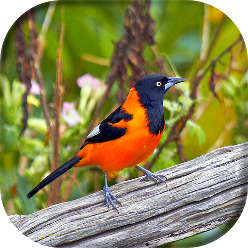 Corrupião Canto Mateiro