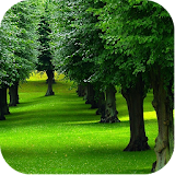 Tree Images and Backgrounds icon