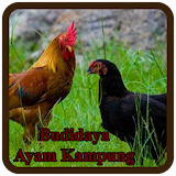 Budidaya Ayam kampung icon