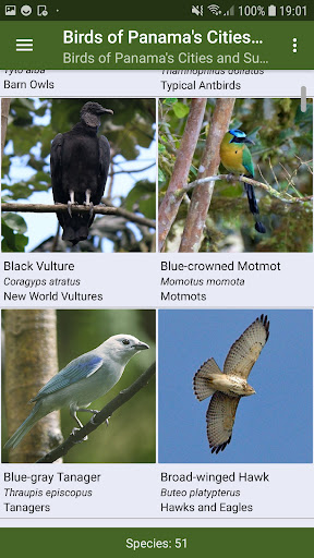 Birds of Panamas Cities Screen 2