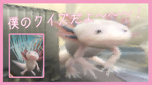 Android application ウーパールーパーに関するクイズ！ screenshort