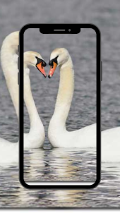 Swan Animal Sound for ringtone