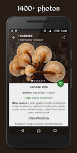 Book of Mushrooms 1