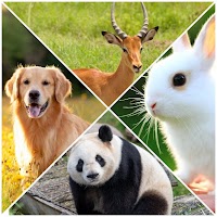 Learn and guess the animal
