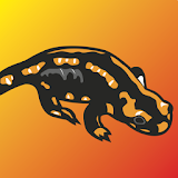 De Salamander icon
