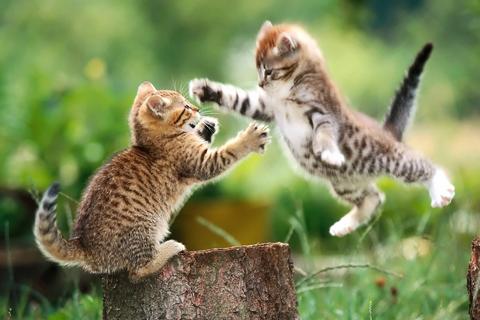 Cats Jigsaw Puzzles Screen 3