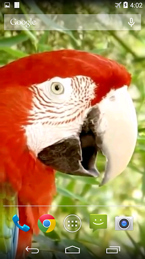 Android application Parrots From Rio Wallpaper screenshort