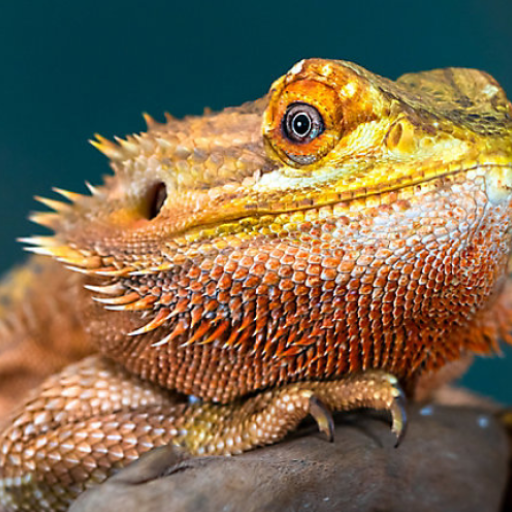 Reptile Sounds logo