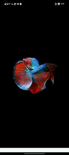 Android application Betta Fish Wallpapers screenshort