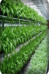 how to grow vegetables by hydroponics