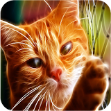 Stalker Cat Wallpaper HD icon