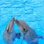 Cover Image of 下载 Dolphin Sounds 1.0 APK