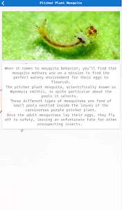 Types of Mosquitoes