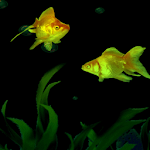Cover Image of Download Golden Fishes Live Wallpaper  APK