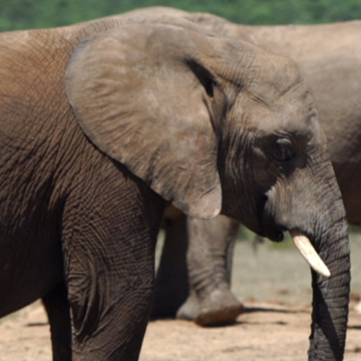 elephant video wallpaper logo