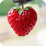 Strawberry Pack 2 Wallpaper icon