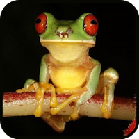 Frog Wallpaper