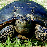 Florida Gopher Tortoise icon