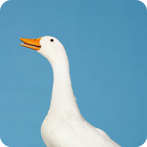 Goose Wallpaper logo