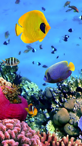 Ocean Fish Live Wallpaper By Live Wallpaper Hq Google Play 日本 Searchman アプリマーケットデータ