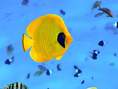 画像をダウンロード ipad 壁紙 魚 275066-Ipad 壁紙 魚