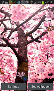 Cherry Blossom Live Wallapper