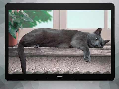 レイジーグレイキャットライブ壁紙 Cute Lazy Catのおすすめ画像5