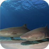 Sharks.Fish wallpapers icon