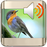Birds Sounds Nature Ringtones icon